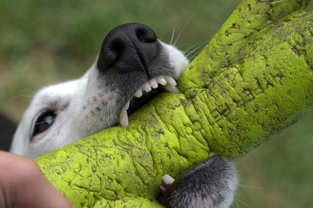 dog bite on a chew toy