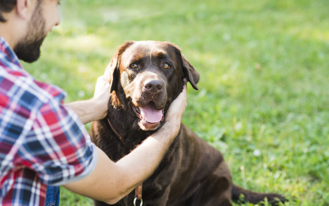 Essential Guide to Texas Dog Bite Laws: Know Your Rights