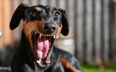 Crunching Dog Bite Laws: Who’s Liable – Owner or Victim?