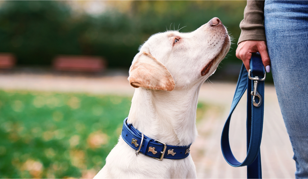 Win Your Case: Proving Negligence in Dog Bite Claims