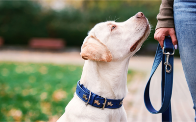 Win Your Case: Proving Negligence in Dog Bite Claims