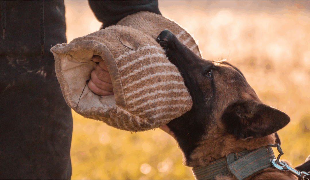 Dog Bite Complications: Symptoms & Treatments
