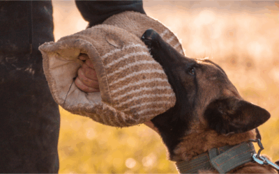 Dog Bite Complications: Symptoms & Treatments