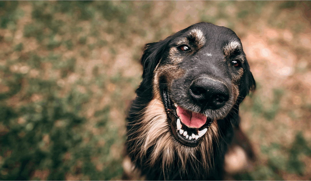 What You Can Claim: Dog Bite Compensation Guide