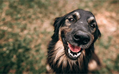 What You Can Claim: Dog Bite Compensation Guide